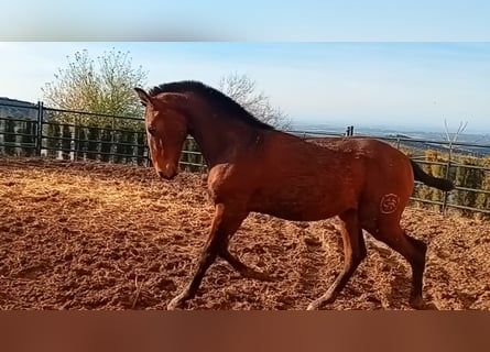 PRE, Hengst, 1 Jahr, Dunkelbrauner