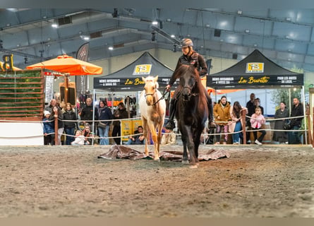 PRE, Hengst, 1 Jahr, Palomino