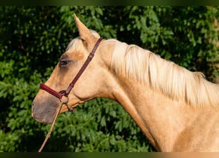 PRE, Hengst, 1 Jahr, Palomino