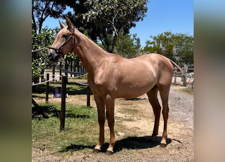 PRE, Hengst, 1 Jahr, Schimmel