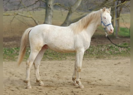 PRE Mix, Hengst, 2 Jaar, 151 cm, Perlino