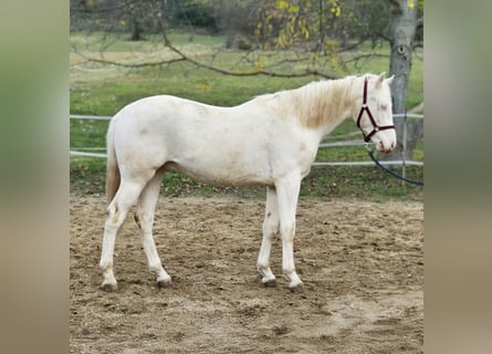 PRE Mix, Hengst, 2 Jaar, 152 cm, Perlino