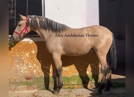 PRE Mix, Hengst, 2 Jaar, 153 cm, Buckskin