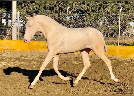 PRE, Hengst, 2 Jaar, 153 cm, Cremello