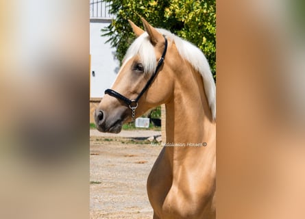 PRE Mix, Hengst, 2 Jaar, 153 cm, Palomino