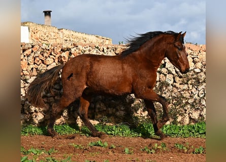 PRE Mix, Hengst, 2 Jaar, 154 cm, Bruin