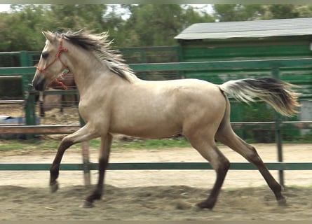 PRE Mix, Hengst, 2 Jaar, 155 cm, Falbe