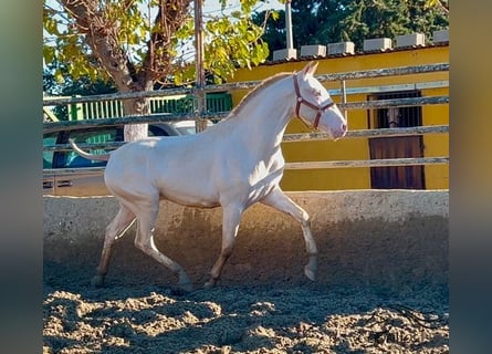 PRE, Hengst, 2 Jaar, 155 cm, Perlino