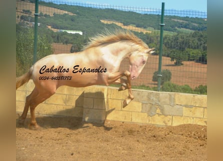 PRE Mix, Hengst, 2 Jaar, 155 cm, Perlino