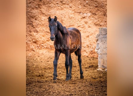 PRE, Hengst, 2 Jaar, 155 cm, Zwart