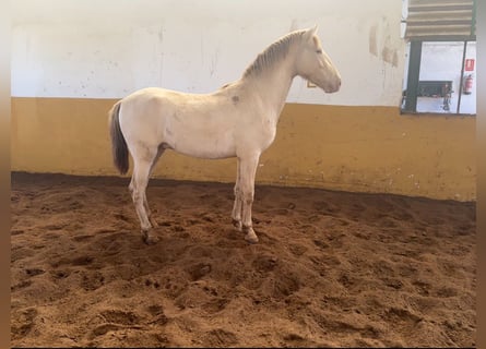 PRE Mix, Hengst, 2 Jaar, 157 cm, Perlino