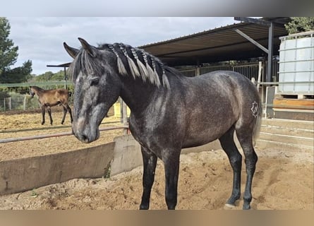 PRE, Hengst, 2 Jaar, 158 cm, Blauwschimmel
