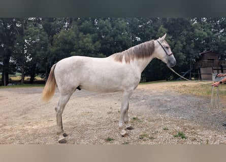PRE Mix, Hengst, 2 Jaar, 158 cm, Schimmel