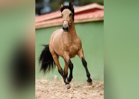 PRE Mix, Hengst, 2 Jaar, 159 cm, Buckskin