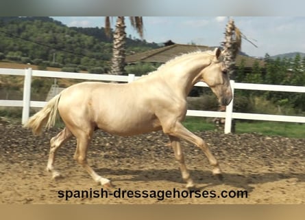 PRE Mix, Hengst, 2 Jaar, 160 cm, Palomino