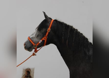 PRE Mix, Hengst, 2 Jaar, 160 cm, Schimmel
