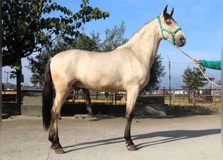 PRE Mix, Hengst, 2 Jaar, 161 cm