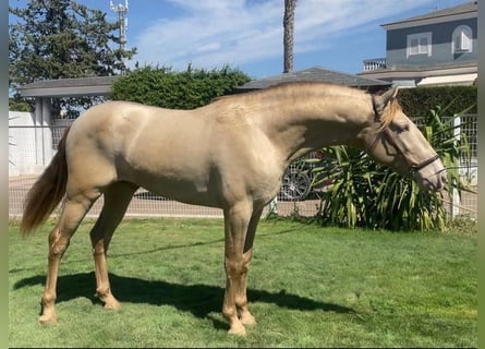 PRE Mix, Hengst, 2 Jaar, 162 cm, Champagne
