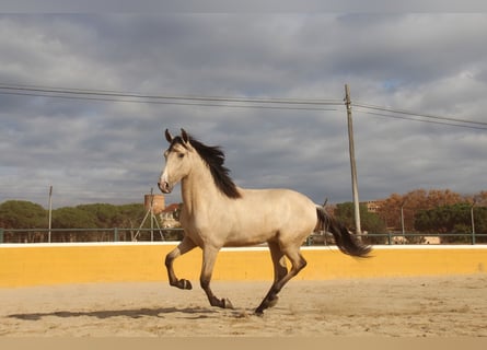 PRE Mix, Hengst, 2 Jaar, 162 cm, Falbe