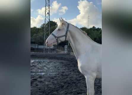 PRE Mix, Hengst, 2 Jaar, 162 cm, Perlino
