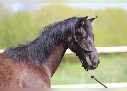 PRE, Hengst, 2 Jaar, 162 cm, Zwart