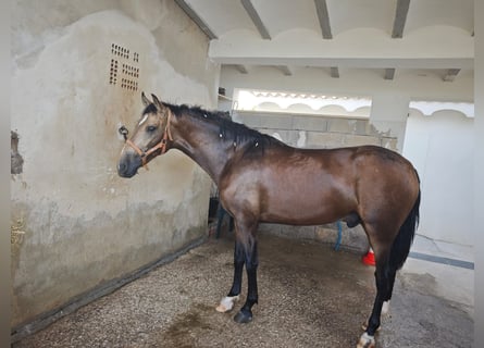 PRE, Hengst, 2 Jaar, 163 cm, Falbe