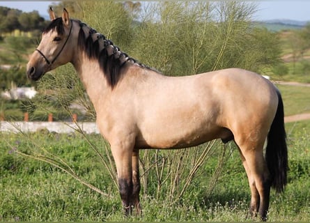 PRE Mix, Hengst, 2 Jaar, 163 cm, Falbe