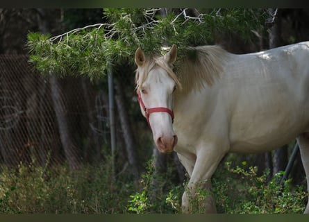 PRE Mix, Hengst, 2 Jaar, 163 cm, Perlino