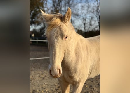 PRE Mix, Hengst, 2 Jaar, 163 cm, Perlino