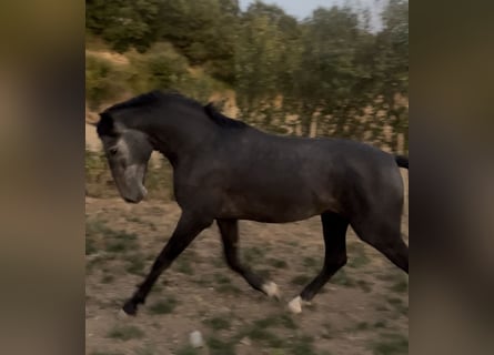 PRE Mix, Hengst, 2 Jaar, 163 cm, Schimmel PRE Mix, Hengst, 2 Jaar, 163 cm, Schimmel