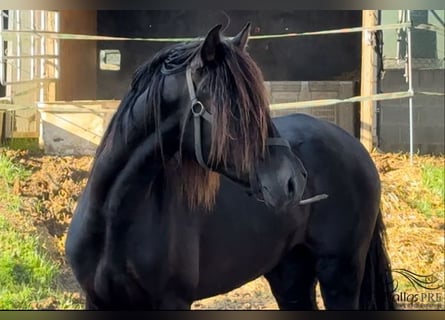 PRE, Hengst, 2 Jaar, 163 cm, Zwart