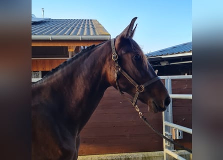 PRE Mix, Hengst, 2 Jaar, 164 cm, Bruin