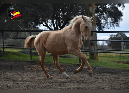 PRE, Hengst, 2 Jaar, 164 cm, Palomino