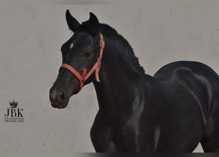 PRE, Hengst, 2 Jaar, 164 cm, Zwartschimmel