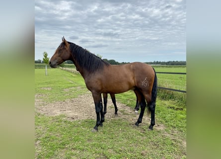 PRE, Hengst, 2 Jaar, 165 cm, Donkerbruin