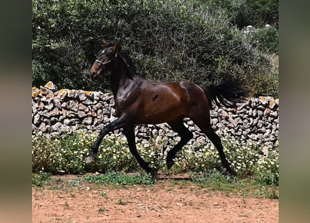PRE Mix, Hengst, 2 Jaar, 165 cm