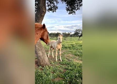 PRE Mix, Hengst, 2 Jaar, 165 cm, Palomino