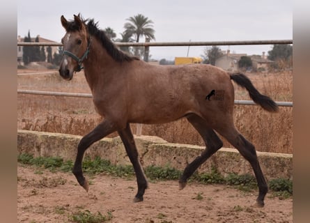 PRE, Hengst, 2 Jaar, 165 cm, Schimmel