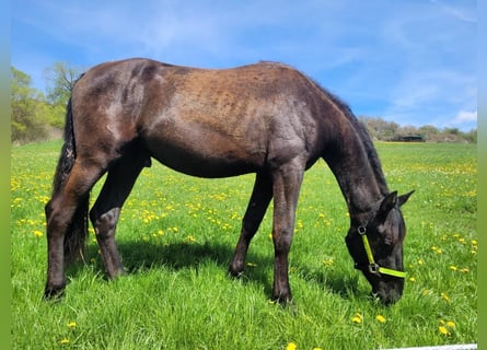 PRE Mix, Hengst, 2 Jaar, 165 cm, Zwart