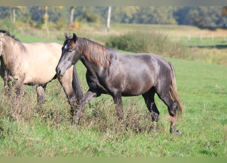 PRE, Hengst, 2 Jaar, 165 cm, Zwartschimmel