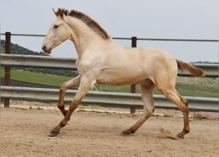 PRE, Hengst, 2 Jaar, 166 cm, Pearl