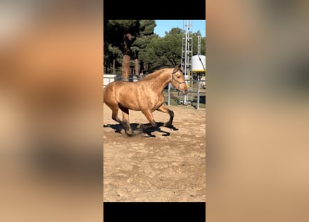 PRE, Hengst, 2 Jaar, 169 cm, Falbe