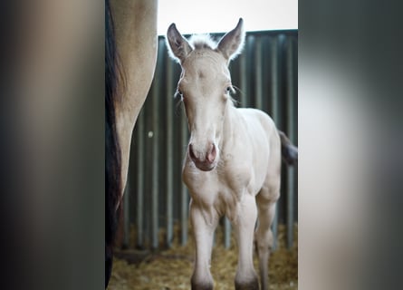 PRE, Hengst, 2 Jaar, 175 cm, Perlino