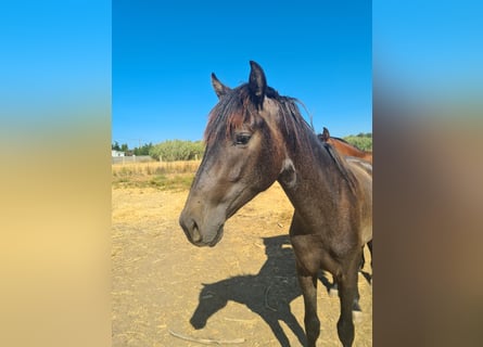 PRE, Hengst, 2 Jaar, Appelschimmel