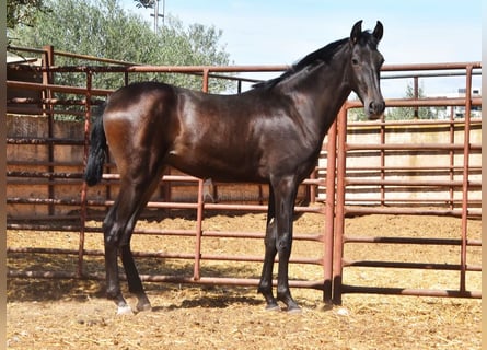 PRE, Hengst, 2 Jaar, Donkerbruin