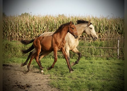 PRE, Hengst, 2 Jahre, 140 cm, Dunkelfuchs