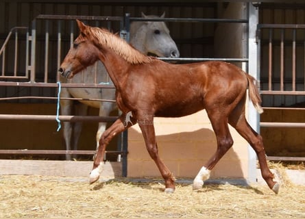 PRE, Hengst, 2 Jahre, 144 cm, Fuchs