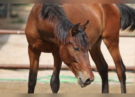 PRE Mix, Hengst, 2 Jahre, 150 cm, Brauner