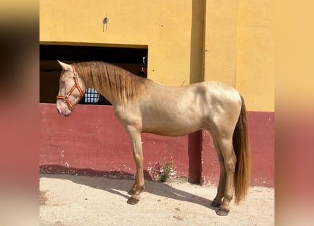 PRE Mix, Hengst, 2 Jahre, 152 cm, Pearl