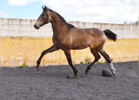 PRE, Hengst, 2 Jahre, 153 cm, Falbe